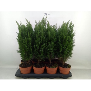 Chamaecyparis laws. 'Ellwoodii'