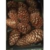 DECO PINECONE O/ST NATURAL X5 BUNCH