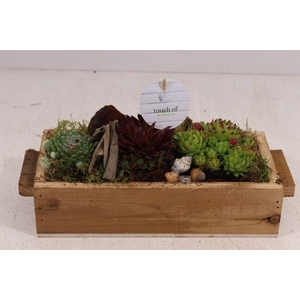 ARR SEMPERVIVUM
