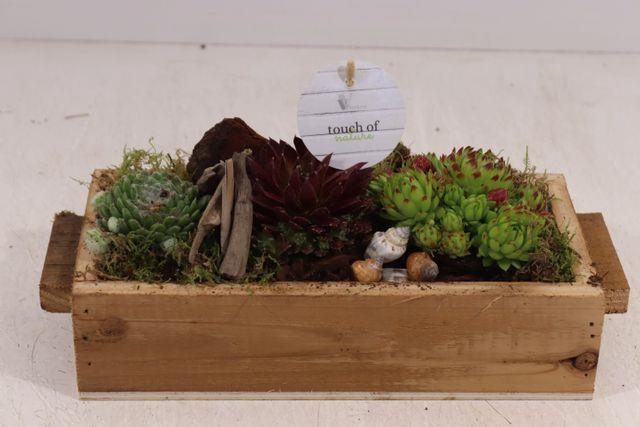 ARR SEMPERVIVUM