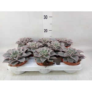 Echeveria ...