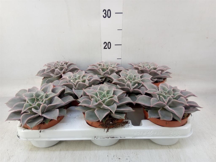 <h4>Echeveria   ...</h4>