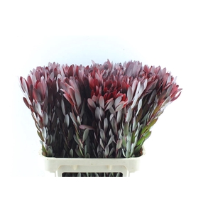 Leucad Saf Sunset Xl