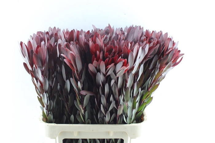 <h4>Leucad Saf Sunset Xl</h4>