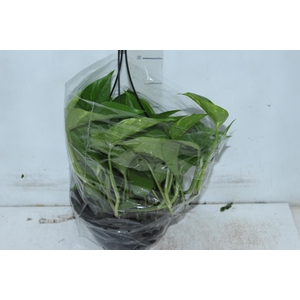 JIBOIA VERDE C21 PENDENTE