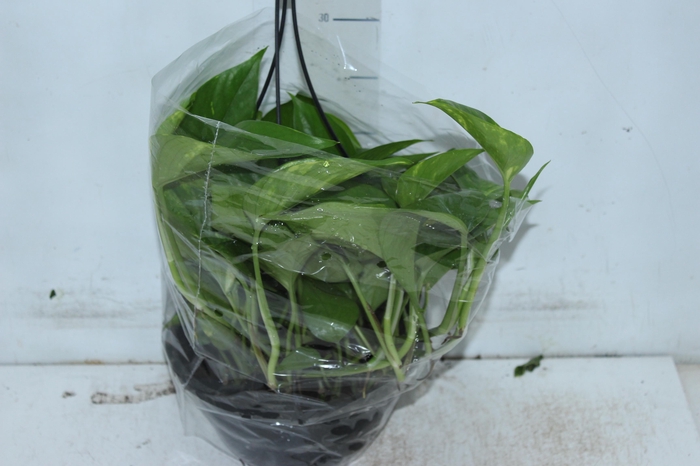 <h4>JIBOIA VERDE C21 PENDENTE</h4>