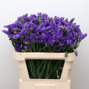 Limonium St Blue Birds X50