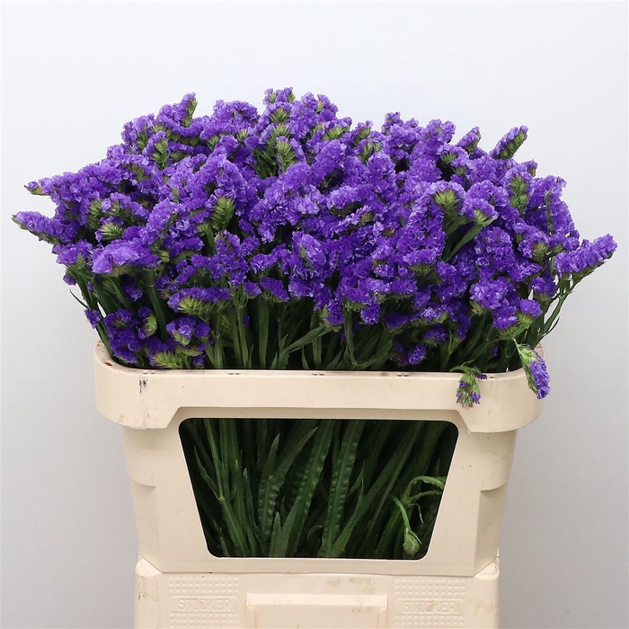 <h4>Limonium St Blue Birds X50</h4>