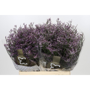 Limonium Safora Lilac