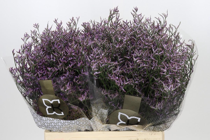 Limonium Safora Lilac