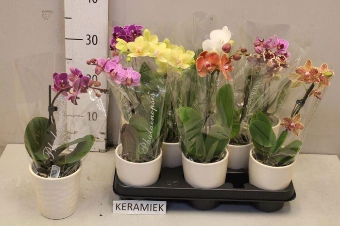 <h4>ARR PHAL 1 TAK</h4>