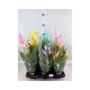 Spathiphyllum  'Bellini'