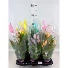 <h4>Spathiphyllum  'Bellini'</h4>