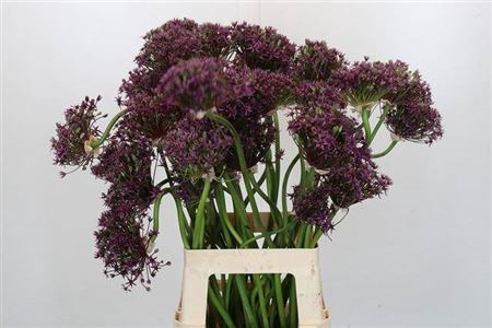 <h4>Allium Cherry Crazy Artistiek</h4>
