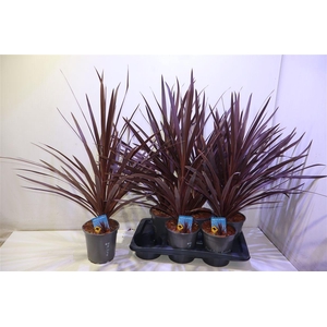 arr8 Cord Aus Red Star