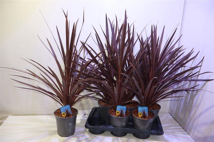 <h4>Cord Aus Red Star</h4>