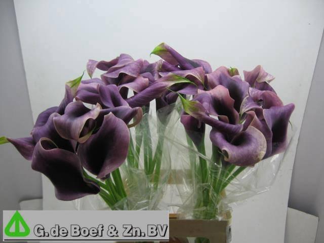 <h4>ZANT ACCENT</h4>