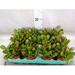 Crassula ovata 'Sunset'