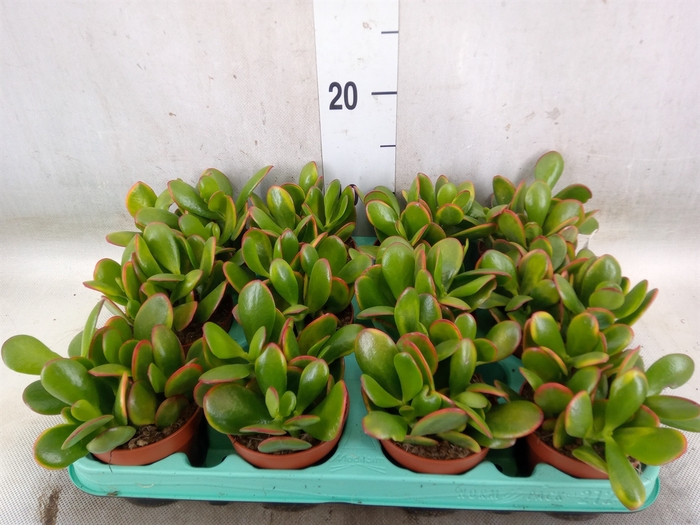 <h4>Crassula ovata 'Sunset'</h4>
