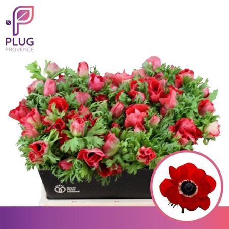 <h4>Anem Marianne Red</h4>