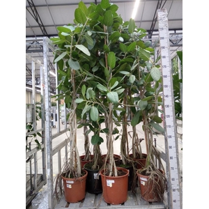 Ficus benghalensis 'Audrey'