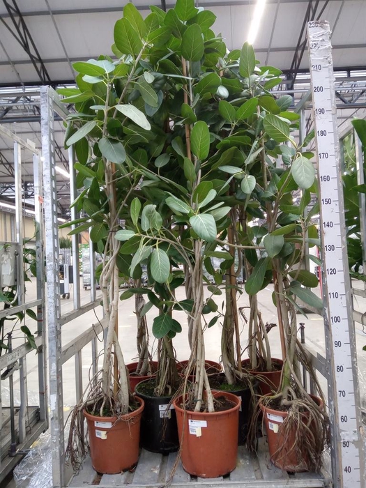 <h4>Ficus benghalensis 'Audrey'</h4>