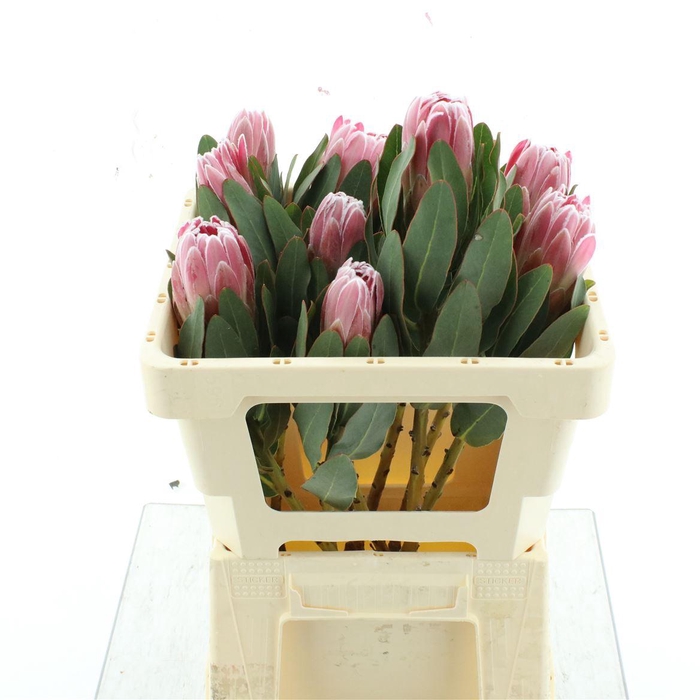 <h4>Protea Cardinal Too</h4>