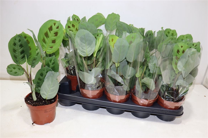 <h4>Maranta Kerchoveana</h4>