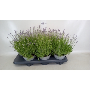 Lavandula angus. 'Hidcote'