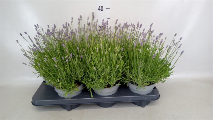 <h4>Lavandula angus. 'Hidcote'</h4>