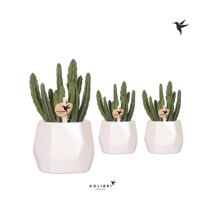 <h4>Kolibri Greens Stapelia in Pearl pot travertine</h4>