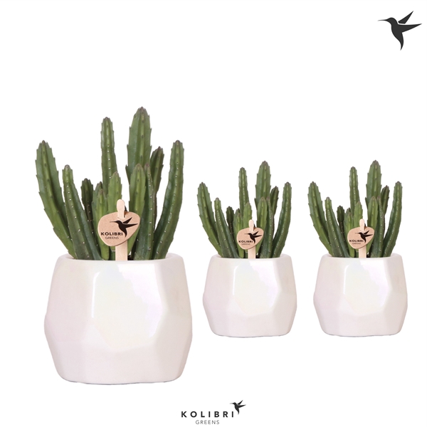 Kolibri Greens Stapelia in Pearl pot travertine