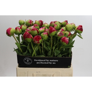 Paeonia Command Performance