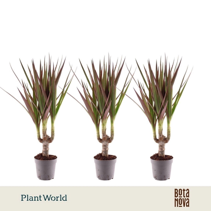 <h4>Dracaena Magenta</h4>