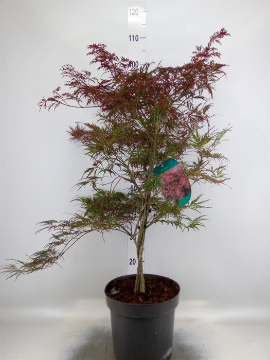 <h4>Acer palmatum 'Garnet'</h4>