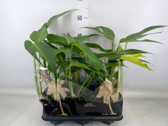 <h4>Monstera   ...</h4>
