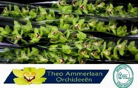 <h4>Green Valley 80 x8</h4>