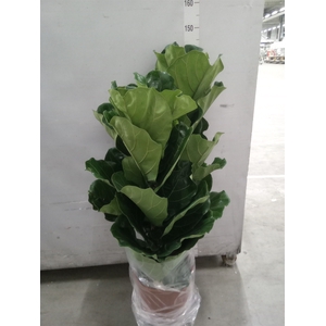 Ficus lyrata
