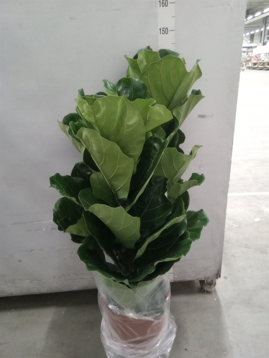 <h4>Ficus lyrata</h4>