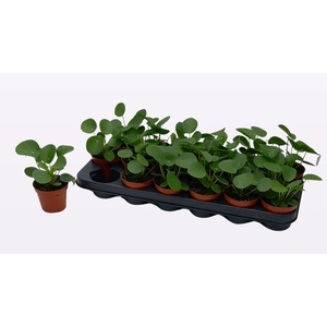 PILEA PEPEROMIOIDES
