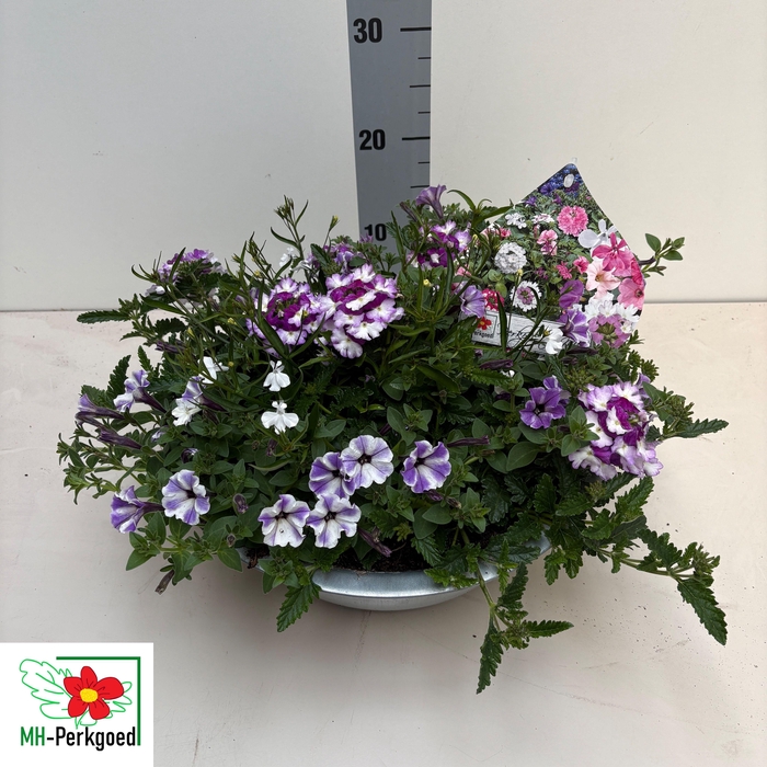 <h4>PERKPL TOEF 3 KL</h4>