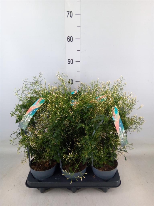 <h4>Jasminum polyanthum</h4>