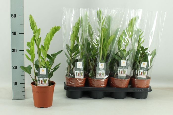 <h4>ZAMIO ZAMIIFOLIA</h4>