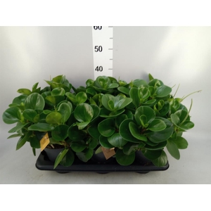 Peperomia obt. 'Green Gold'