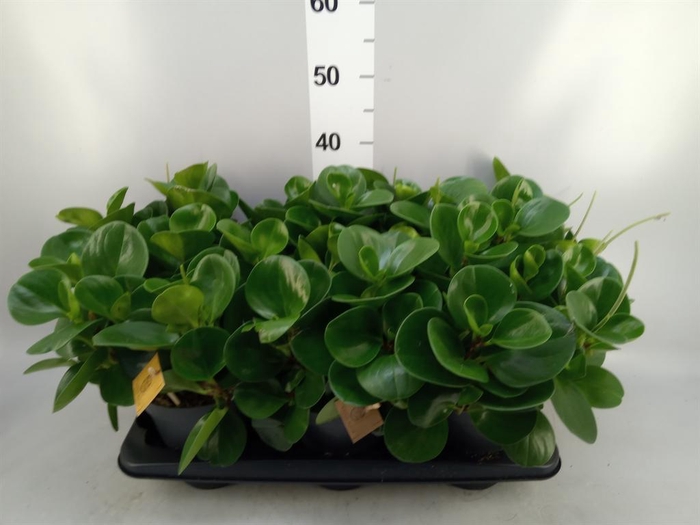 <h4>Peperomia obt. 'Green Gold'</h4>