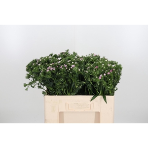 Di Barbatus Aldo Rose