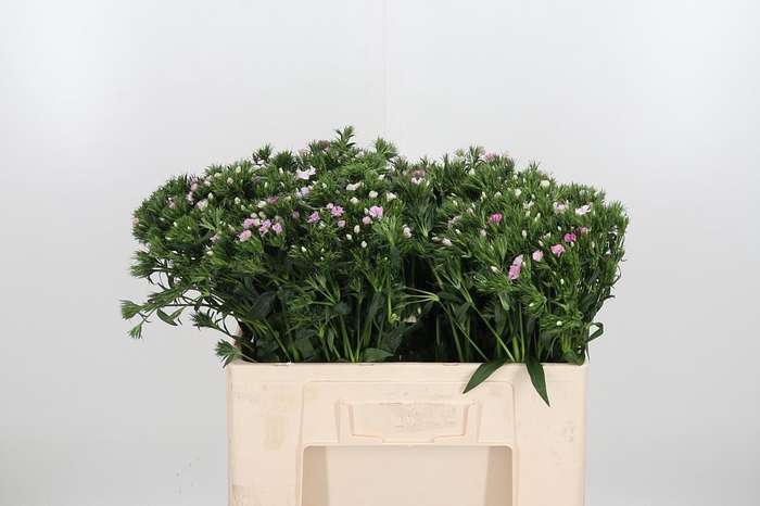 <h4>Di Barbatus Aldo Rose</h4>