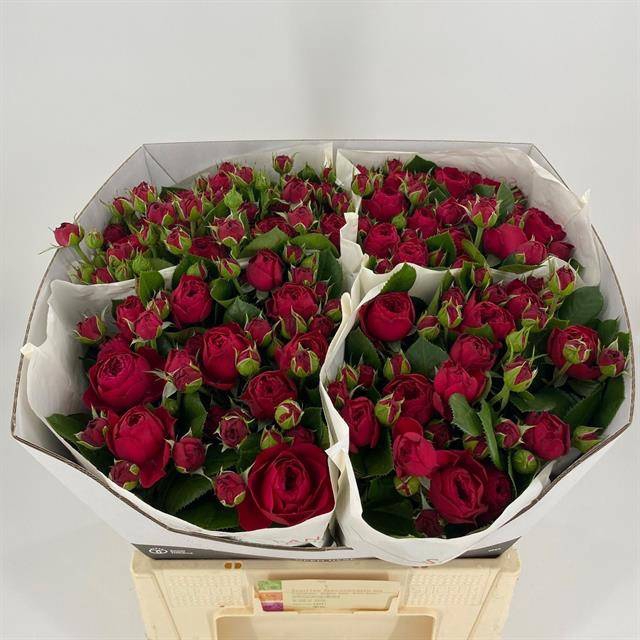 <h4>R TR ROYAL PIANO</h4>