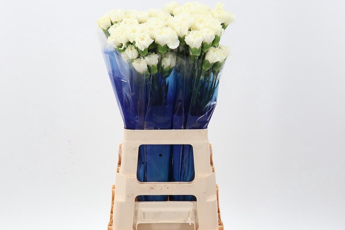 <h4>Di St Halo hi</h4>