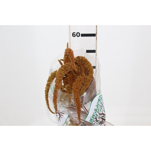 AMARANTHUS DOBRADO 060 CM BRONZE